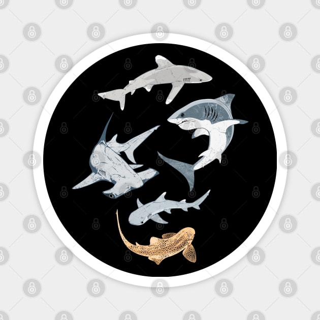 Types of Sharks Collection Magnet by NicGrayTees